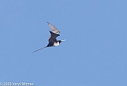 Veryl Witmer, Magnificent Frigatebird, Cancun, Mexico
