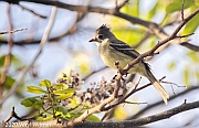 Veryl Witmer, Yellow-bellied Elaenia, Cancun, Mexico