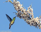 Green-breasted Mango, Cancun, Mexico, Veryl Witmer