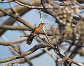 Cinnamon Hummingbird, Cancun, Mexico, Veryl Witmer