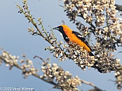 Hooded Oriole, Cancun, Mexico, Veryl Witmer