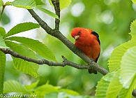 Veryl Witmer, Scarlet Tanager, Central Park, NY, NY