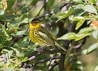 Veryl Witmer, Cape May Warbler, Central Park, NY, NY