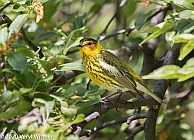 Veryl Witmer, Cape May Warbler, Central Park, NY, NY