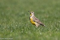 Veryl Witmer, Eastern Meadowlark, Central Park, New York, NY
