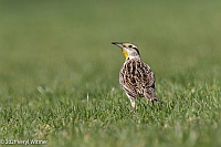 Veryl Witmer, Eastern Meadowlark, Central Park, New York, NY