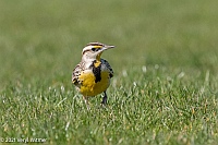 Veryl Witmer, Eastern Meadowlark, Central Park, New York, NY