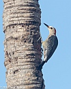 Golden-fronted Woodpecker, Female, Cancun, Mexico, Veryl Witmer