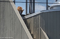 Veryl Witmer, Red Fox, Fire Island, NY