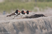 Veryl Witmer, American Oystercatcher, Fire Island National Seashore, NY