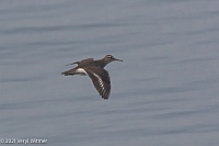Veryl Witmer, Spotted Sandpiper, Fire Island, NY