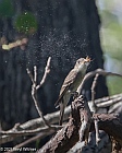 Veryl Witmer, Eastern Wood-Pewee, Fire Island, NY