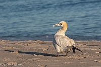 Veryl Witmer, Northern Gannet, Fire Island National Seashore, NY, October 6, 2021