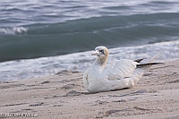 Veryl Witmer, Northern Gannet, Fire Island National Seashore, NY, October 6, 2021