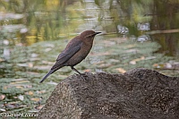 Veryl Witmer, Rusty Blackbird, The Pool, Central Park, NY