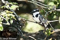 Kruger National Park, Mpumalanga, Pied Kingfisher, South Africa