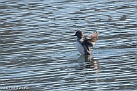 Veryl Witmer, Common Goldeneye, The Reservoir, Central Park, NY