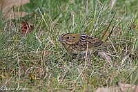 Veryl Witimer, Henslow's Sparrow, Green-wood Cemetery, Brooklyn, NY, December 6, 2021