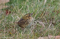 Veryl Witmer, Henslow's Sparrow, Green-wood Cemetery, Brooklyn, NY, December 6, 2021
