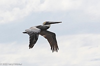 Veryl Witmer, Brown Pelican, Miami Beach, FL