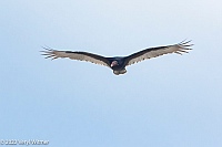 Veryl Witmer, Turkey Vulture, Miami Beach, FL