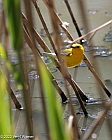 Veryl Witmer, Prothonotary Warbler, Central Park, NY, NY, April 20, 2022
