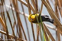 Veryl Witmer, Prothonotary Warbler, Central Park, NY, NY, April 20, 2022