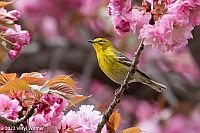 Veryl Witmer, Pine WarblerCentral Park, NY, NYApril 24, 2022