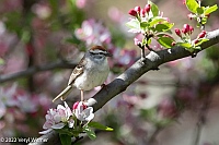Veryl Witmer, Chipping Sparrow, Central Park, NY, NY