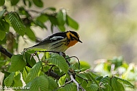 Veryl Witmer, Blackburnian Warble, Central Park, NY, NY