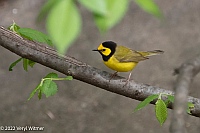 Veryl Witmer, Hooded Warbler, Central Park, NY, NY