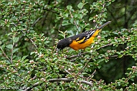 Veryl Witmer, Baltimore Oriole, Central Park, NY, NY