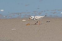 Veryl Witmer, Piping Plover, Fire Island National Seashore, NY