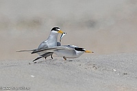 Veryl Witmer, Least Tern, Fire Island National Seashore, NY