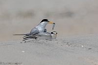 Veryl Witmer,  Least Tern, Fire Island National Seashore