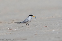 Veryl Witmer,  Least Tern, Fire Island National Seashore