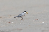 Veryl Witmer,  Least Tern, Fire Island National Seashore, NY, June 14, 2022