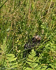 Veryl Witmer, Red-winged Blackbird Chick, Fire Island