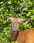 Veryl Witmer, Starling on Head of White-tailed Deer, Feeding?, Fire Island, NY, June 19, 2022