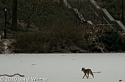central park, coyote, February 2, 2010, Veryl witmer, hallet, frozen pond, hallet nature sancturary