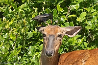 Veryl Witner, Starling on Head of White-tailed Deer, Feeding?, Fire Island, NY