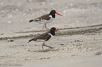 Veryl Witmer, American Oystercatcher, Fire Island National Seashore, NY