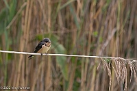 Veryl Witmer, Barn Swallow, Fire Island, NY