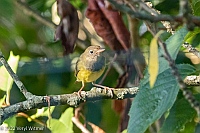 Veryl Witmer, Connecticut Warbler, Fire Island Pines, NY