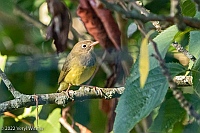 Veryl Witmer, Connecticut Warbler, Fire Island Pines, NY