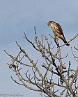 Veryl Witmer, Merlin, Fire Island, NY