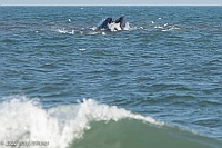 Veryl Witmer, Whale, feeding, Fire Island Pines, NY