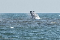 Veryl Witmer, Whale, feeding, Fire Island Pines, NY