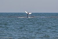 Veryl Witmer, Whale, feeding, Fire Island Pines, NY