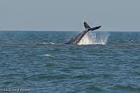 Veryl Witmer, Whale, feeding, Fire Island Pines, NY